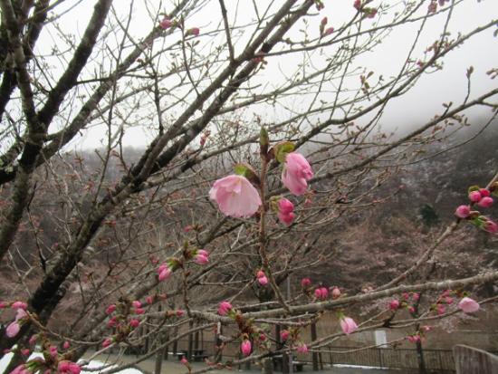 2020年3月30日拍摄的樱树