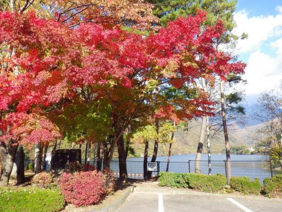 广濑水库左岸公园的红叶