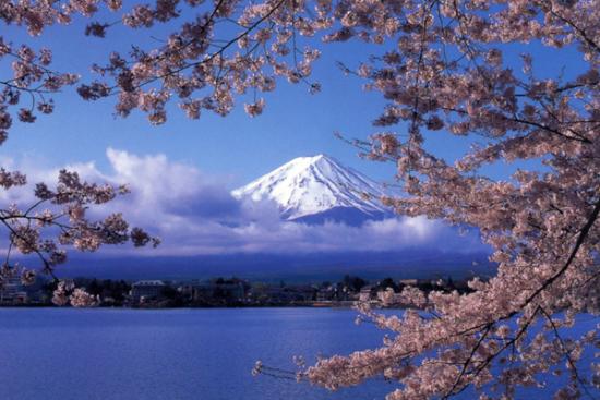 樱花与绝景之富士