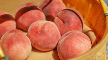 为了制作高品质的桃子,希望在产地内继续不懈努力。