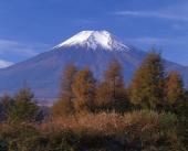 落叶松的红叶和富士山
