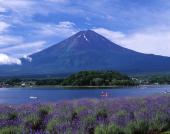 薰衣草与富士山