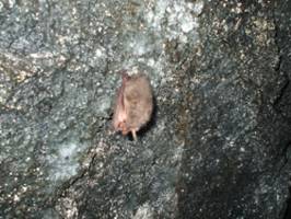 西湖蝙蝠孔及蝙蝠
