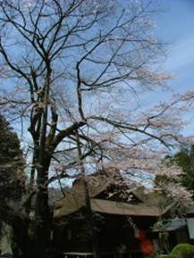 云峰寺的樱花
