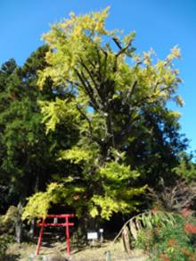 福士金山神社的银杏树
