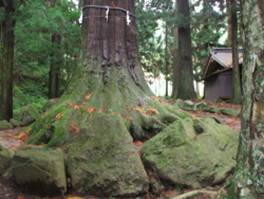 河口浅间神社的七本杉