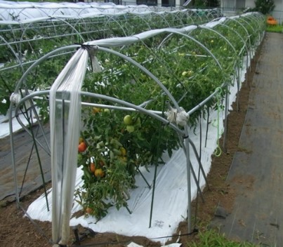 大型隧道种植蔬菜