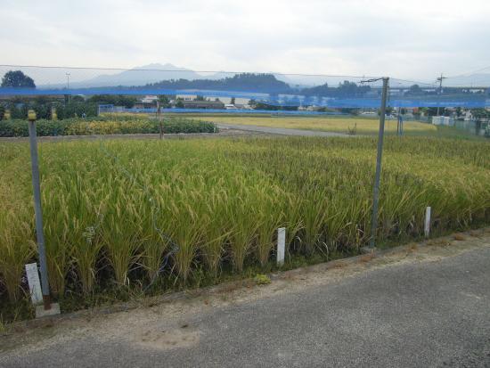 水稻品种比较试验