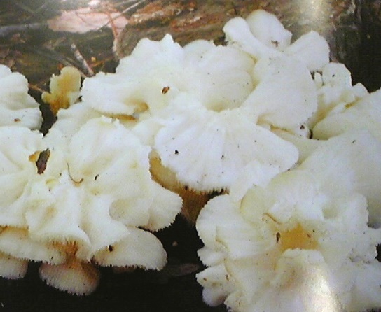 布纳哈利武照片